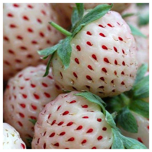 Земляника садовая (клубника) Пайнберри (Pineberry)