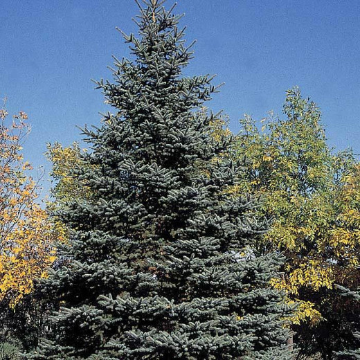 Ель Колючая (Picea pungens)