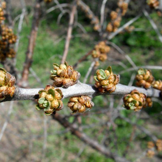 Облепиха Алей (муж.)