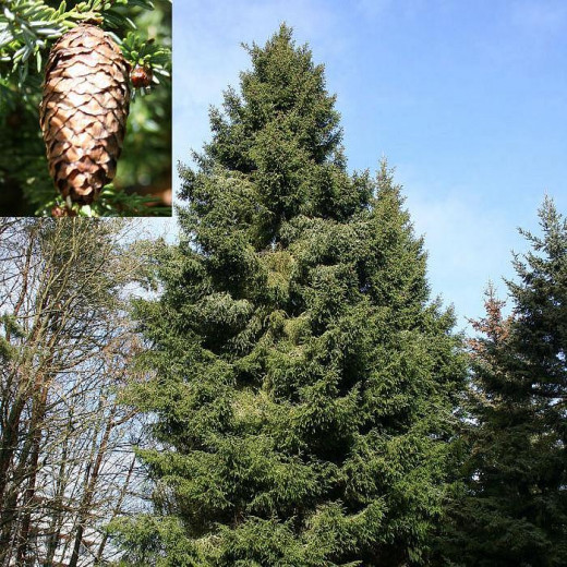 Ель Лицзянская (Picea likiangensis)