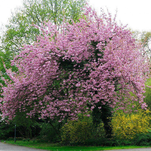 Вишня мелкопильчатая (сакура) (Prunus serrulata)