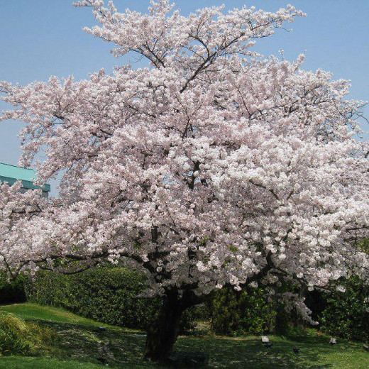 Вишня обыкновенная (Prunus cerasus)