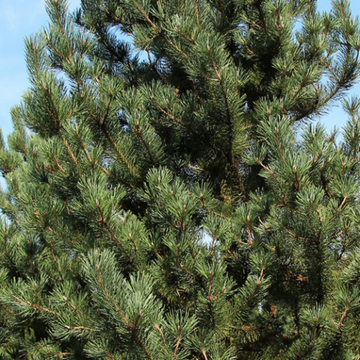 Сосна горная Унцината (Pinus Uncinata)