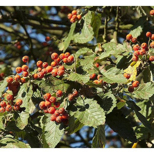 Рябина Шведская (Sorbus intermedia)