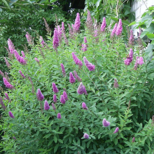 Спирея иволистная (Spiraea salicifolia)