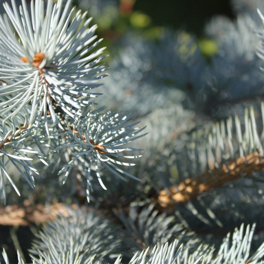 Сосна Блю Фат (Pinus Blue Fat)