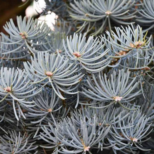 Пихта Одноцветная (Abies Concolor)