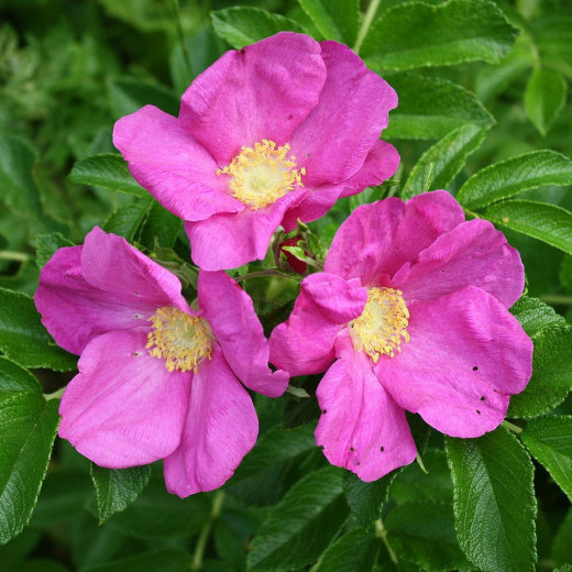 Роза ругоза (Rosa rugosa)