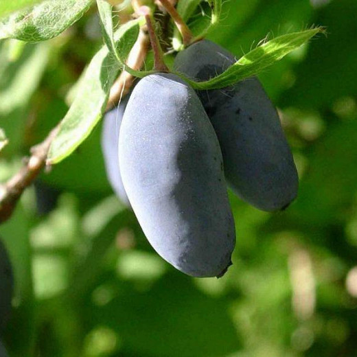 Жимолость съедобная Синяя Птица (Blue Bird)