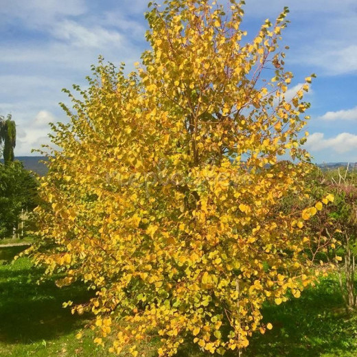 Липа мелколистная Винер Оранж