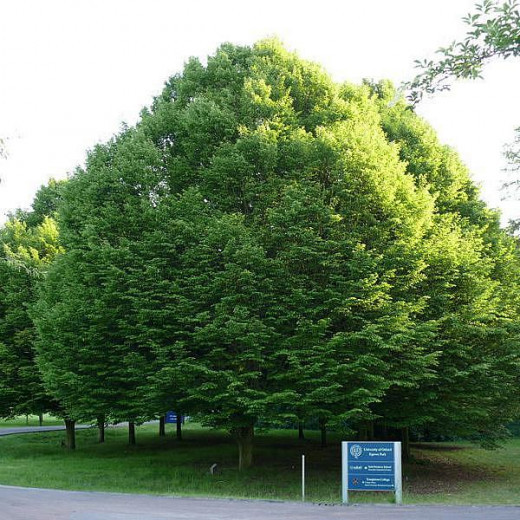 Граб обыкновенный (Сarpinus betulus)