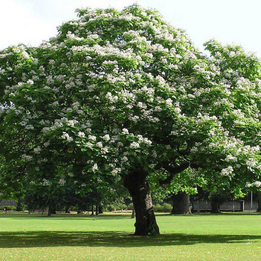 Катальпа бигнониевидная (Catalpa bignonioides)