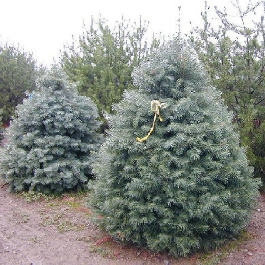 Пихта Одноцветная (Abies concolor)