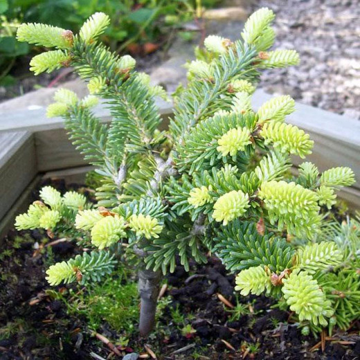 Пихта Корейская (Abies koreana)