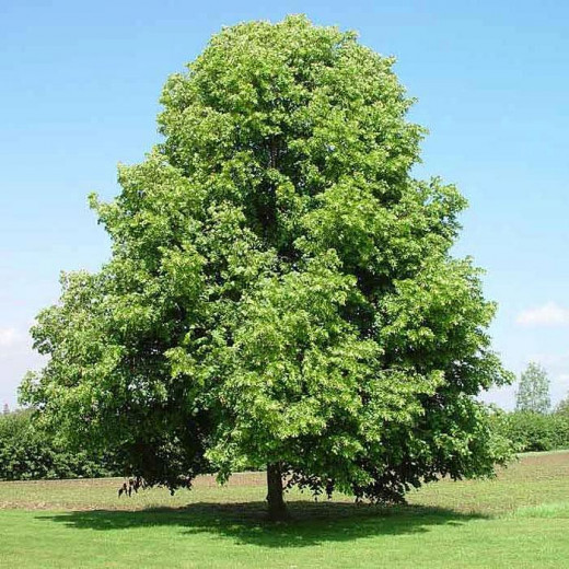 Липа мелколистная (Tilia cordata)