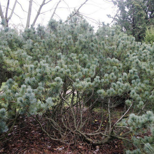 Сосна стланиковая Глаука (pumila Glauca)