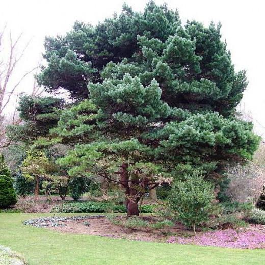 Сосна Обыкновенная (Pinus silvestris)