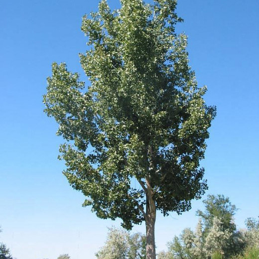 Тополь белый (Populus alba)