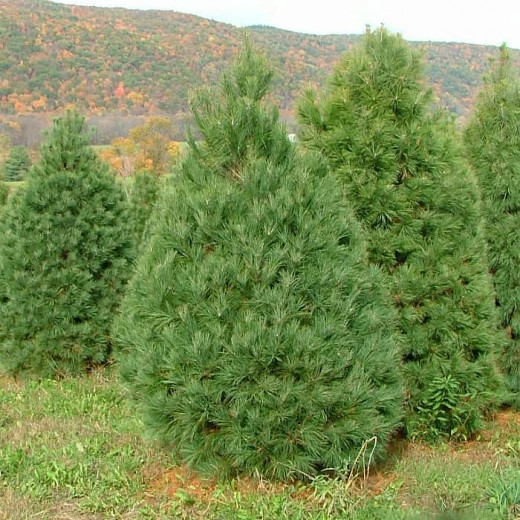 Сосна Веймутова (Pinus strobus)