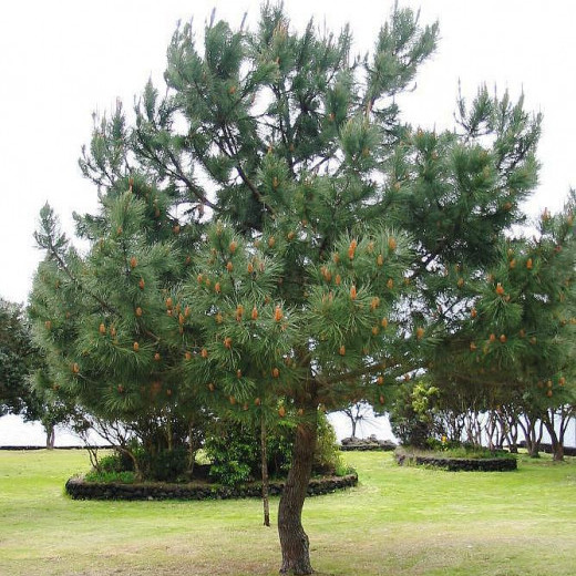 Сосна Гельдрейха (Pinus leucodermis)