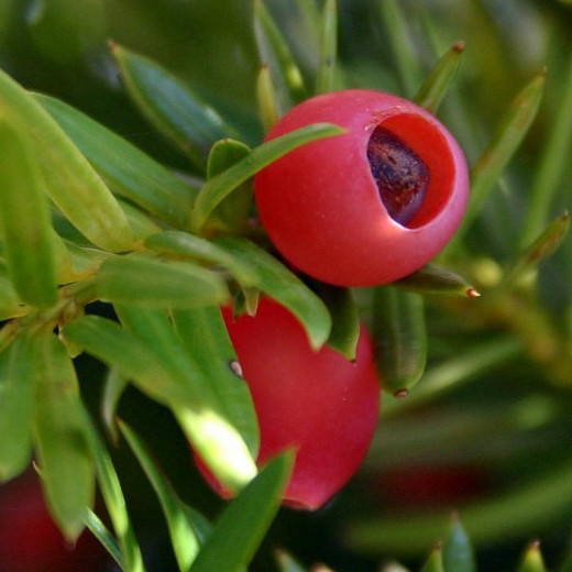 Тис Ягодный (Taxus baccata)