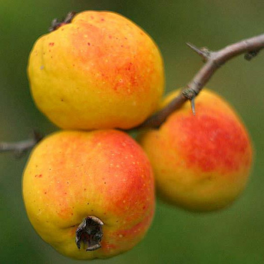 Айва японская плодовая (Chaenomeles japonica)