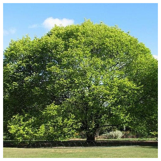 Вяз шершавый (Ulmus glabra)