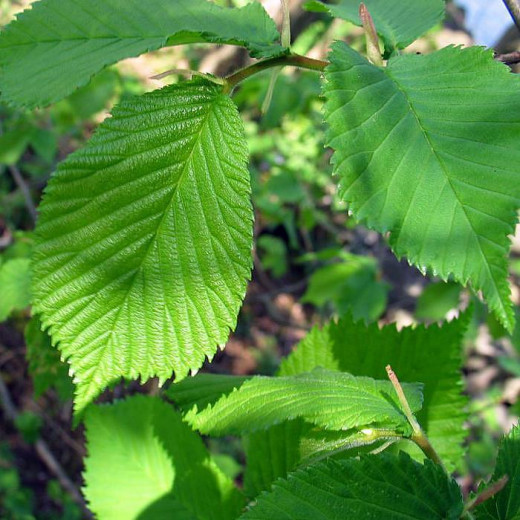 Вяз малый (Ulmus minor)