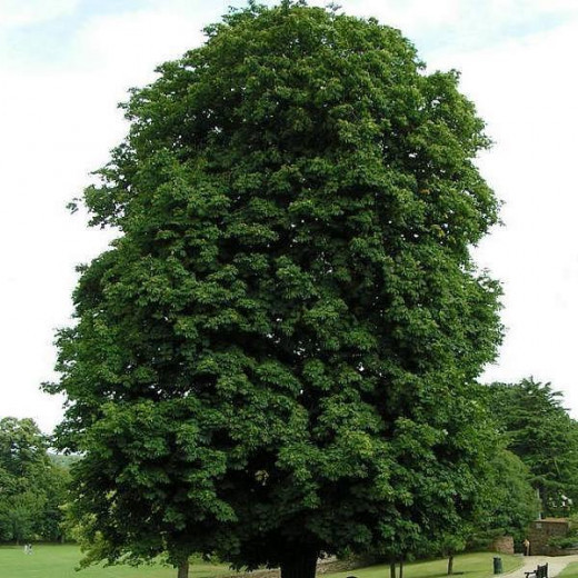 Каштан конский (Aesculus hippocastanum)