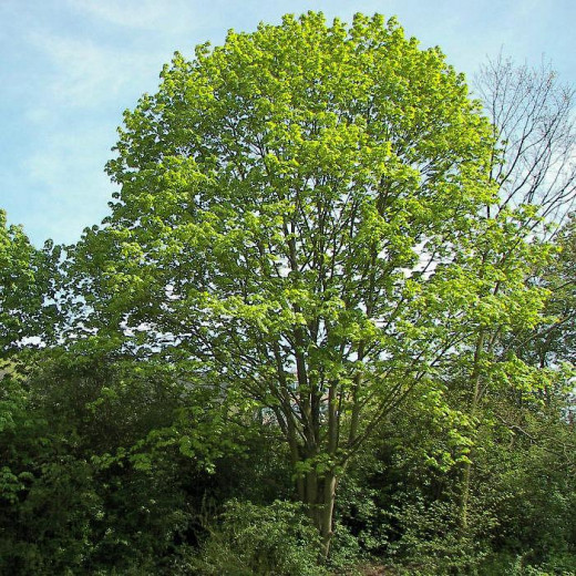 Клен остролистный (Acer platanoides)