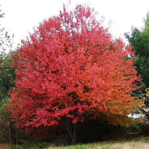 Клен красный (Quercus rubra)