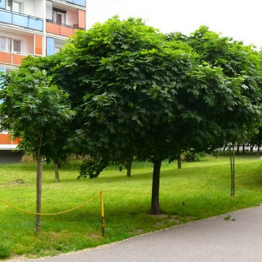 Клен остролистный Глобозум (Globosum)