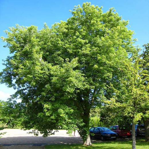 Клён серебристый (сахаристый) (Acer saccharinum)