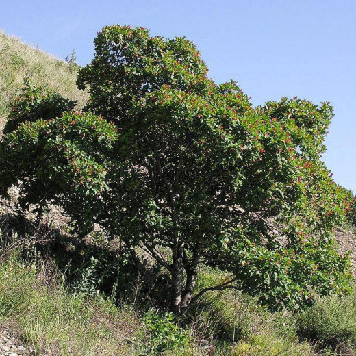 Клен татарский (Acer tataricum)