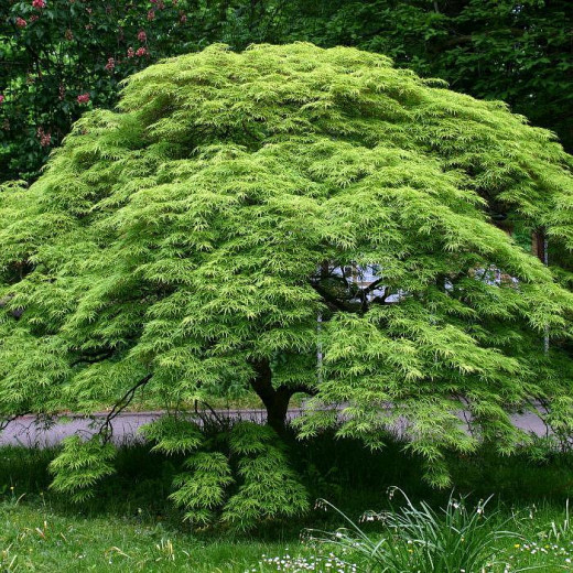 Клен дланевидный (Acer palmatum)