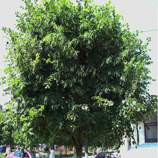 Липа крупнолистная (Tilia platyphyllos)