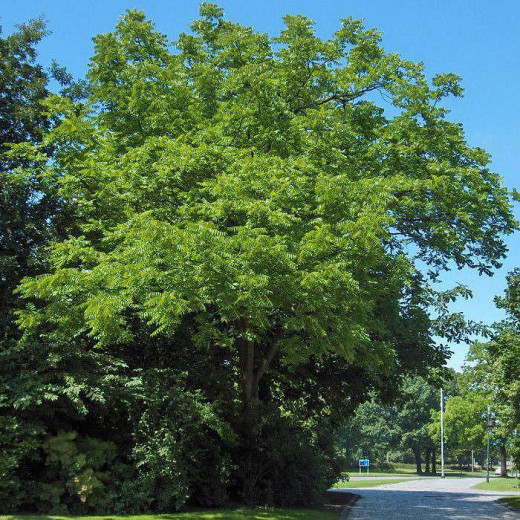 Орех Чёрный (Juglans nigra)