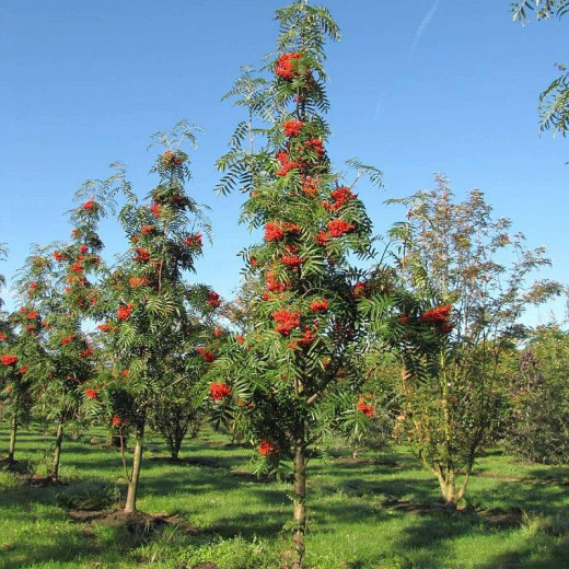 Рябина смешанная Додонг (Dodong)