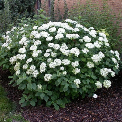 Гортензия древовидная (Hydrangea arborescens)