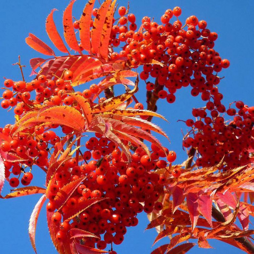 Рябина смешанная (Sorbus commixta)