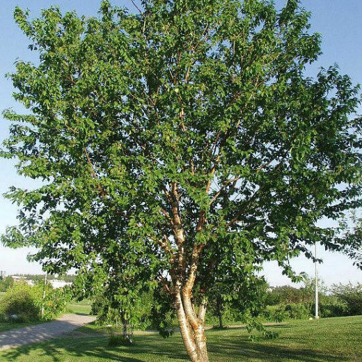 Черемуха Маака (Prunus maackii)