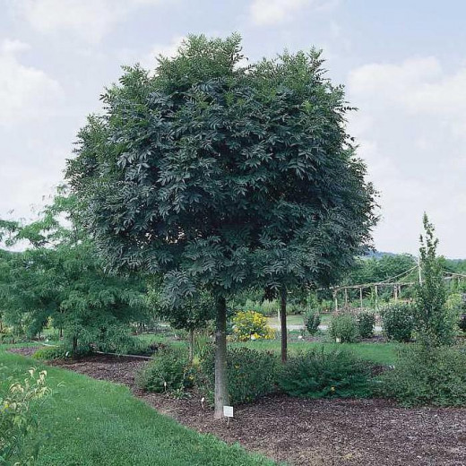 Ясень Обыкновенный Нана (Fraxinus excelsior Nana)