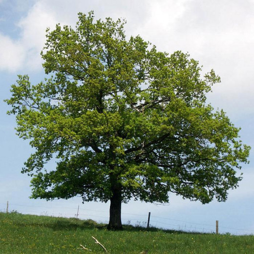 Дуб Черешчатый (Quercus robur)