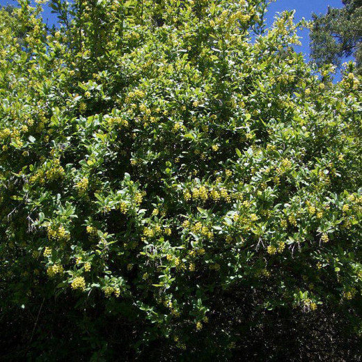 Барбарис Обыкновенный (vulgaris)