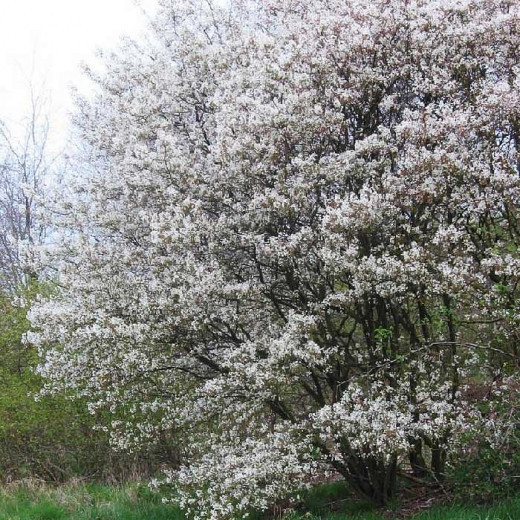 Ирга канадская (Amelanchier canadensis)