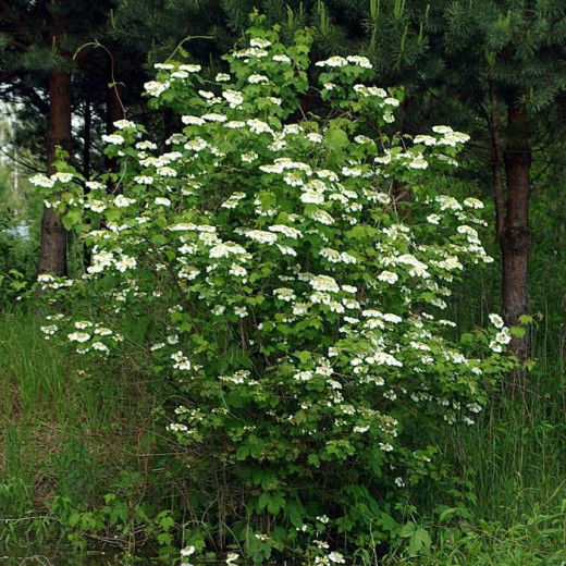 Калина обыкновенная (Viburnum opulus)