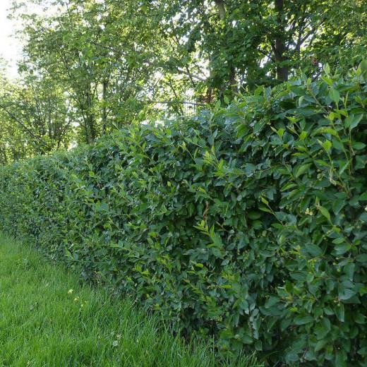 Кизильник блестящий (Cotoneaster lucidus)