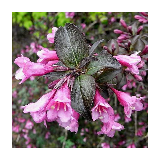 Вейгела цветущая Фолис Пурпуреис (Foliis Purpureis)