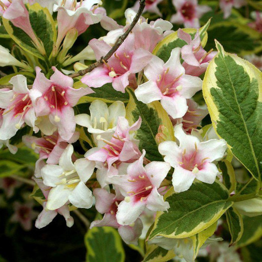 Вейгела пестролистная (Weigela variegata)