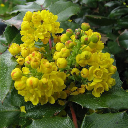 Магония падуболистная (Mahonia aquifolium)